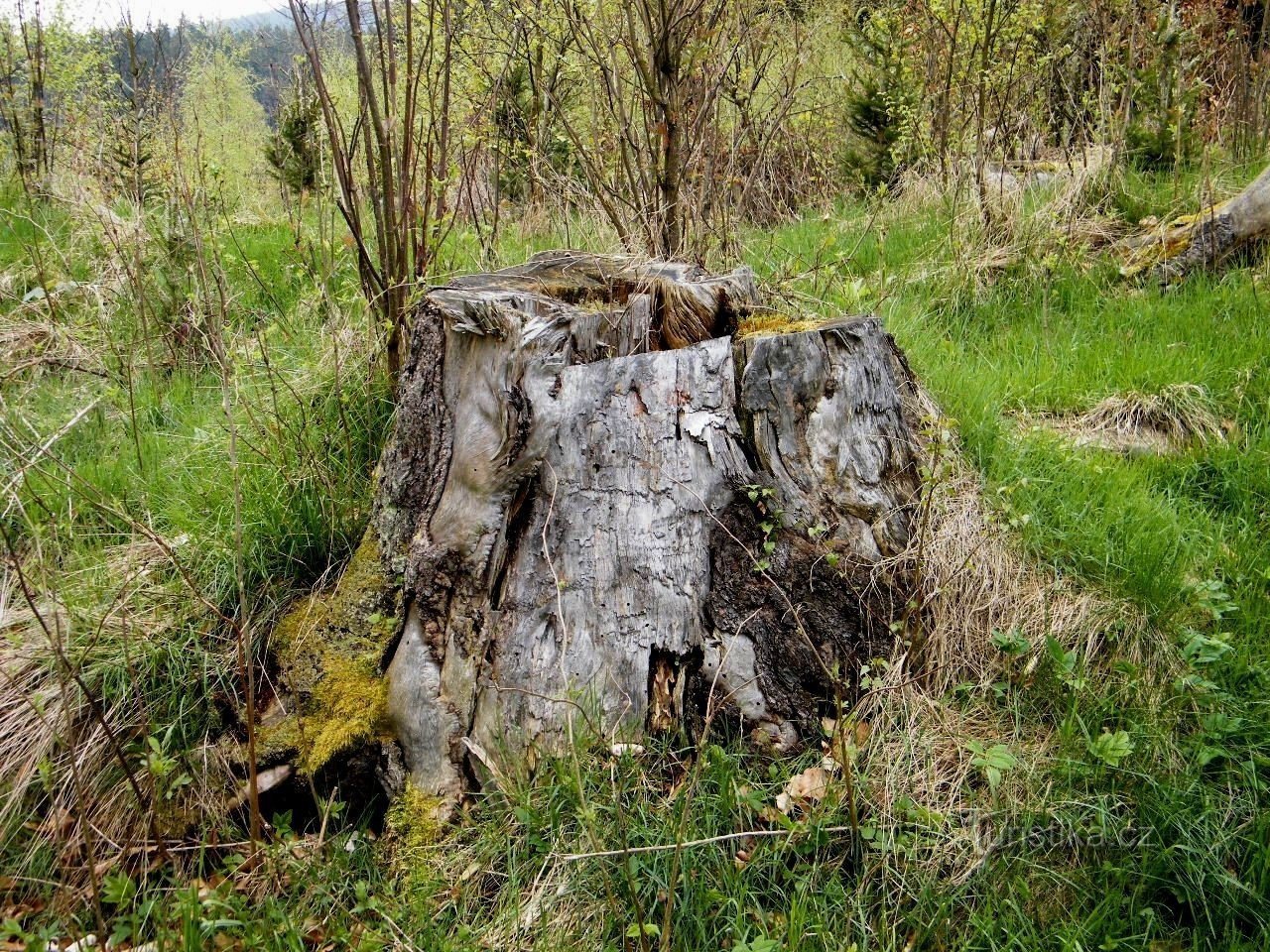 Pădurea Boemă, partea întâi - Munții Urșilor