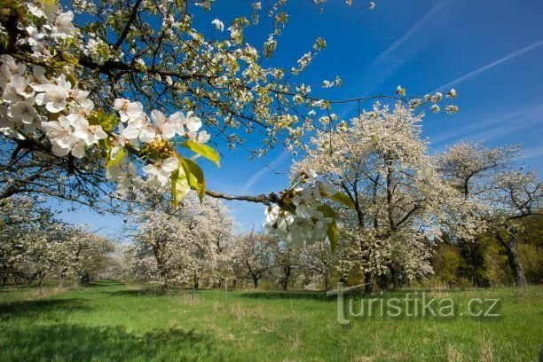 Primăvara paradisului ceh