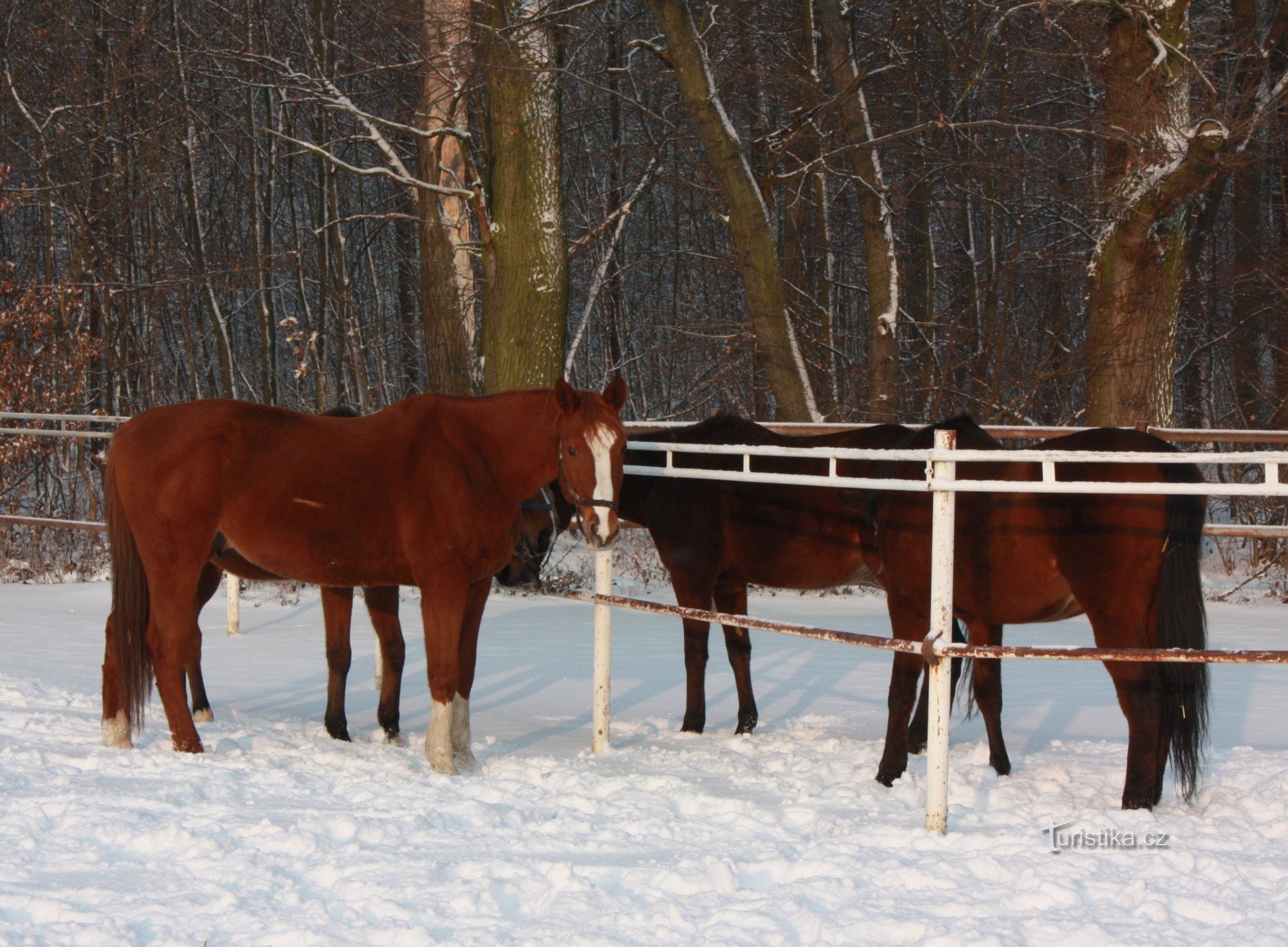 Czech warmblood suitable horse for hippotourism