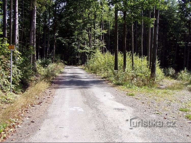 Tie: Asfalttitie (pyöräilyreitti nro 6161) kohti Mezinaa, metsätie oikealla