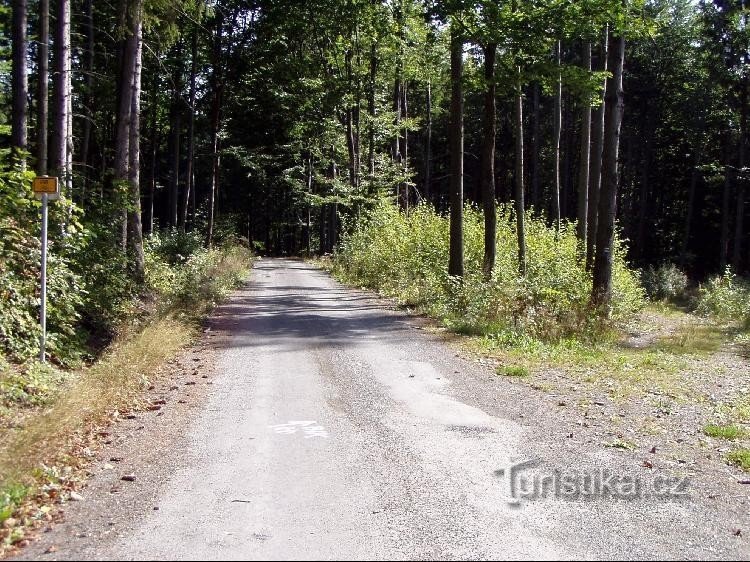 Straße: Asphaltierte Straße (Radweg Nr. 6161) in Richtung Mezina, Forststraße rechts