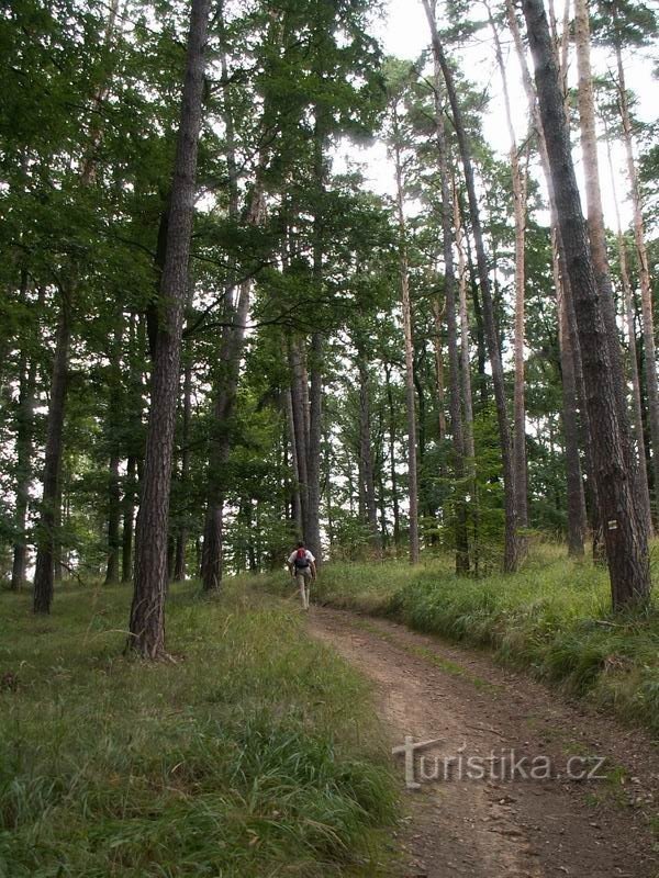 Chemin à travers la forêt de pins au-dessus d'Orešín