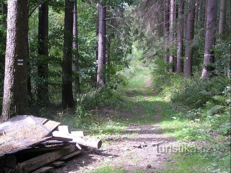 Pfad: Pfad in Richtung Bílý potok