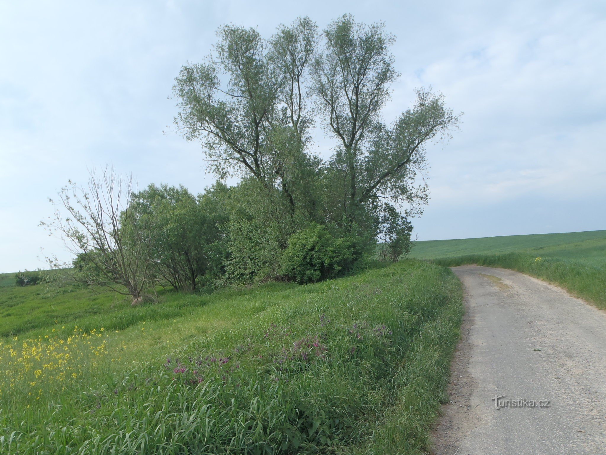 Estrada para Bohušov