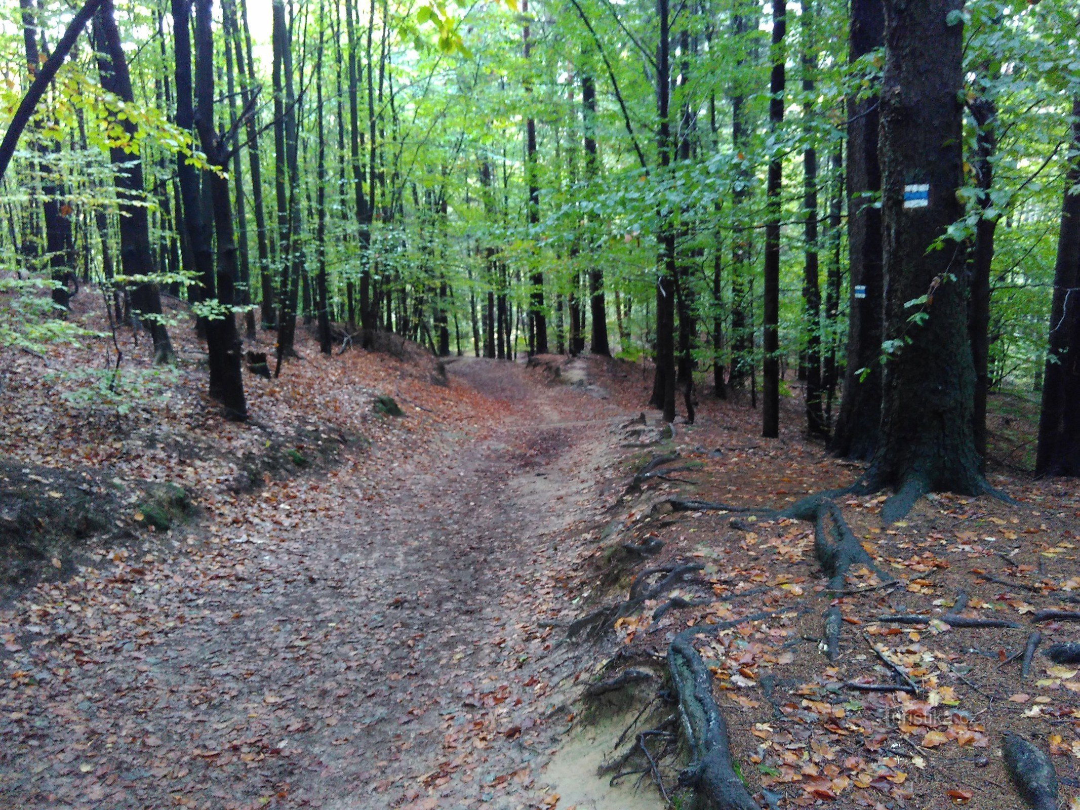 die Straße nach Vysoké Lípa beim Wegweiser Ptačí kámen - Abzweigung