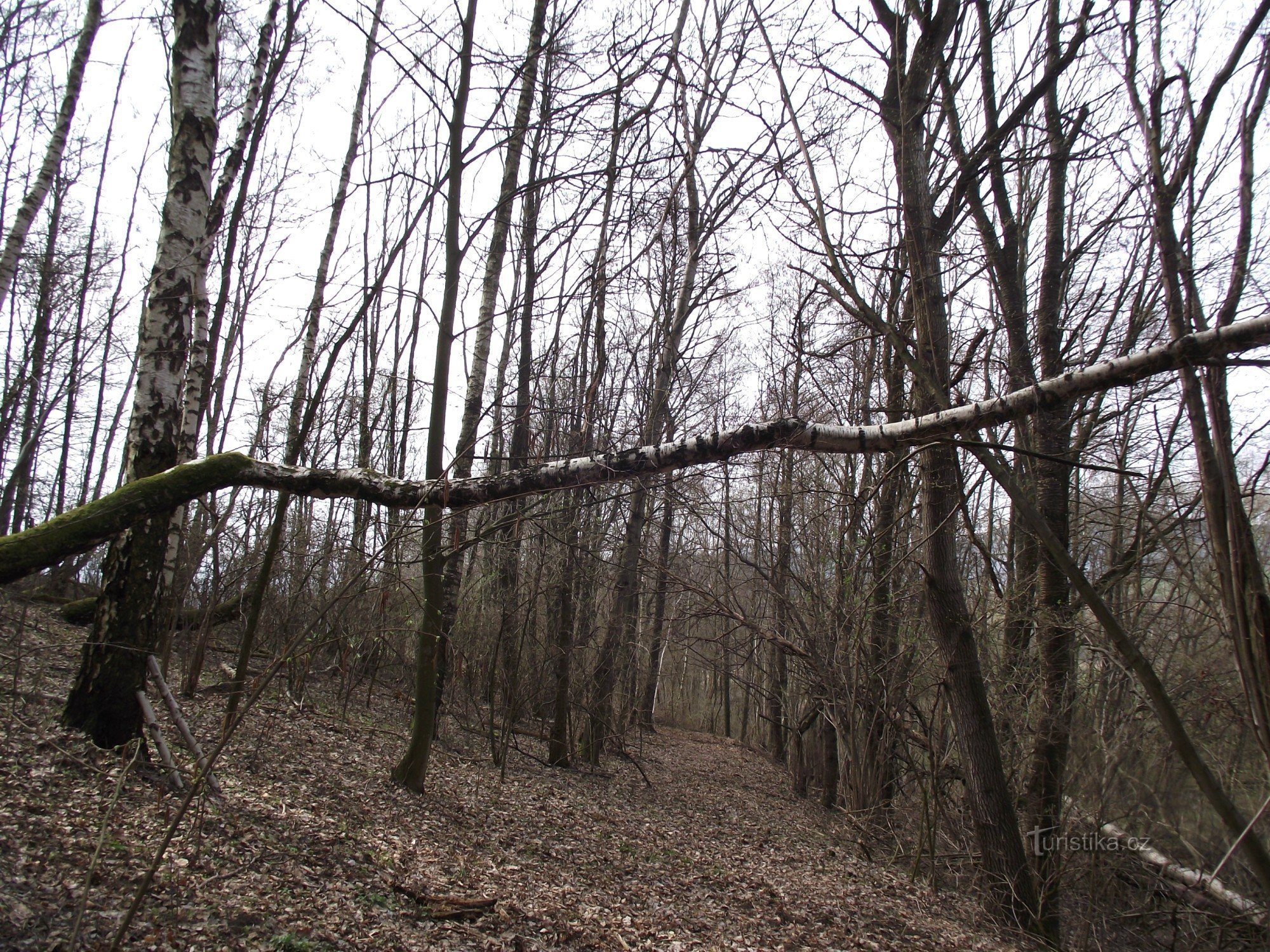 Weg durch den Wald