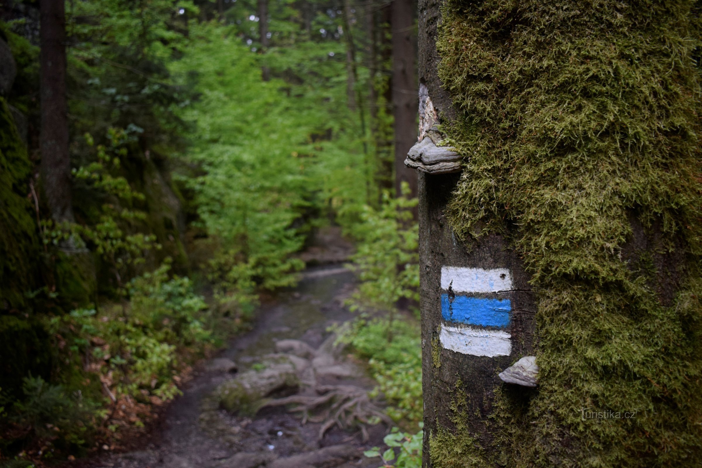 Jedlý 鉱山を通る道。