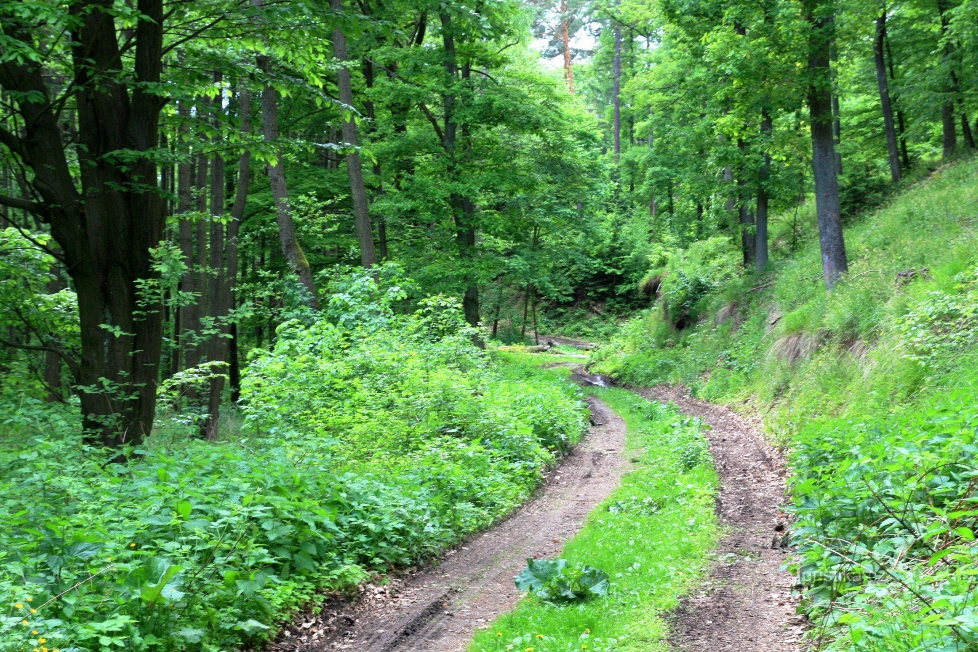The road to Babídolský stream