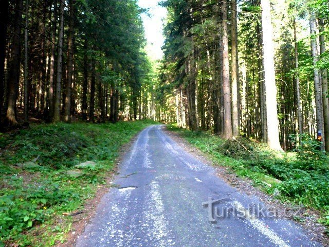 Le chemin vers le Forest Bar