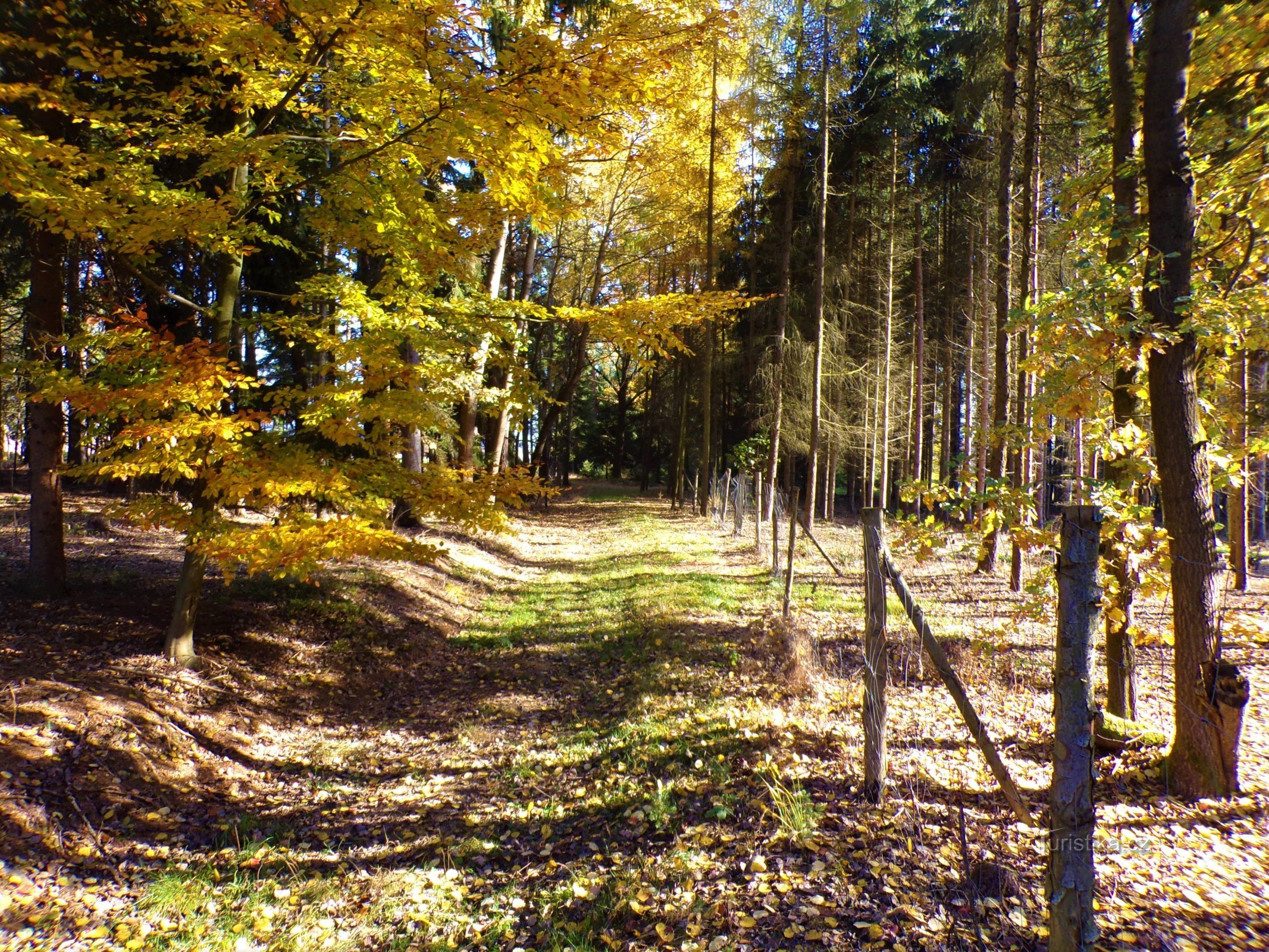 Camino a la localidad de Mečovská (Křižanov, 28.10.2021/XNUMX/XNUMX)