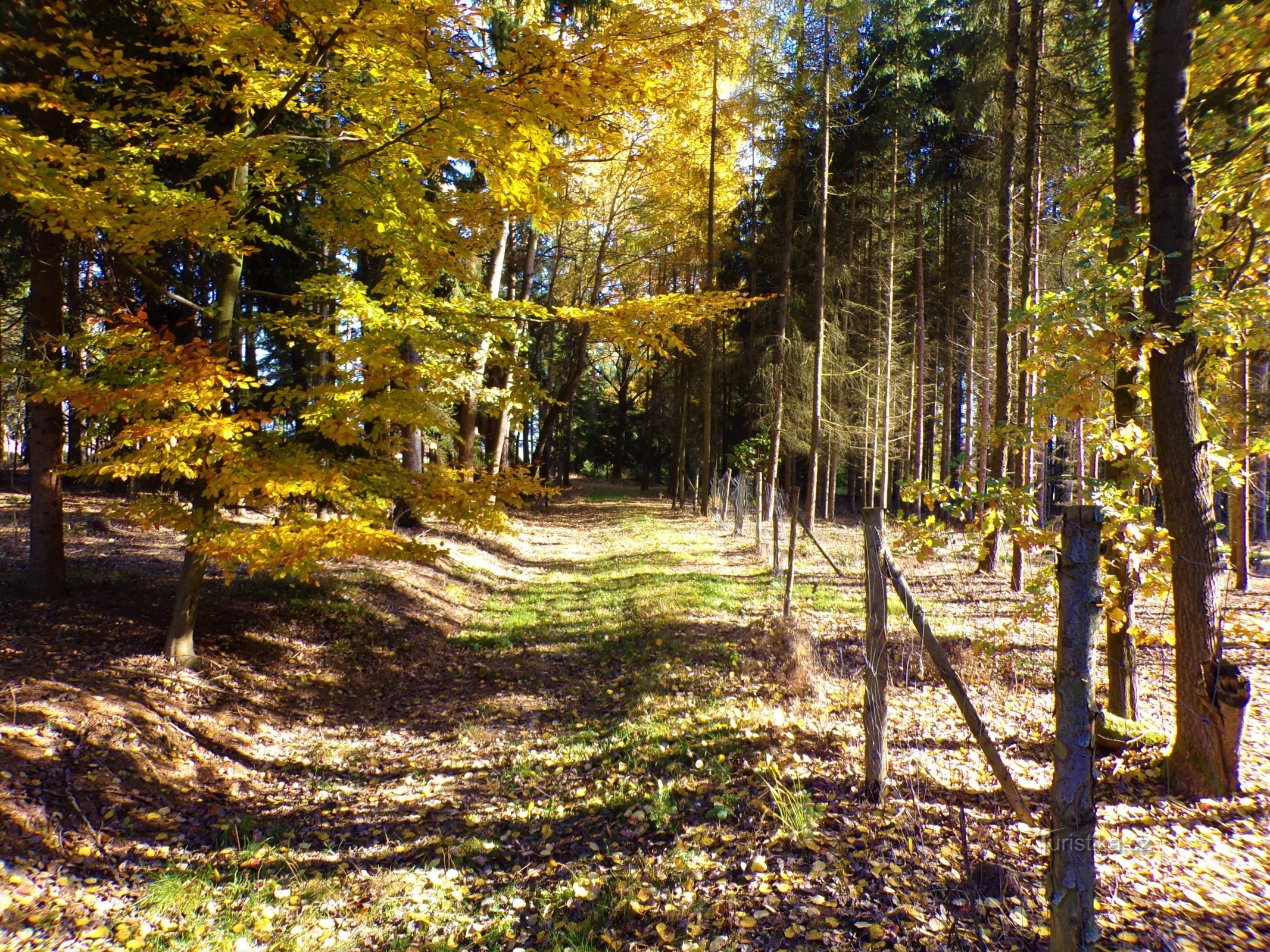 通往 Mečovská 地区的道路（Křižanov，28.10.2021 年 XNUMX 月 XNUMX 日）