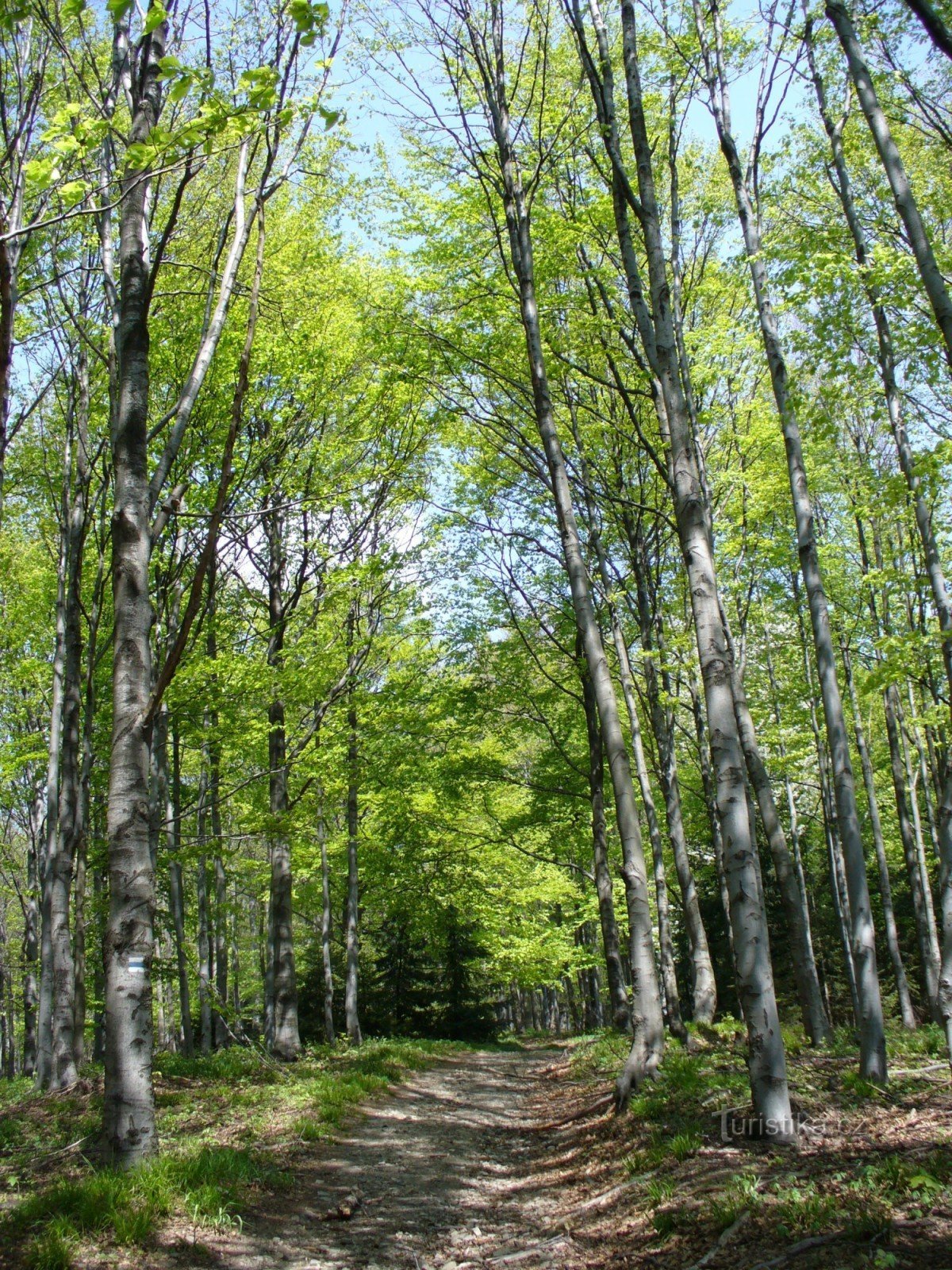 The road to the Jičínky spring