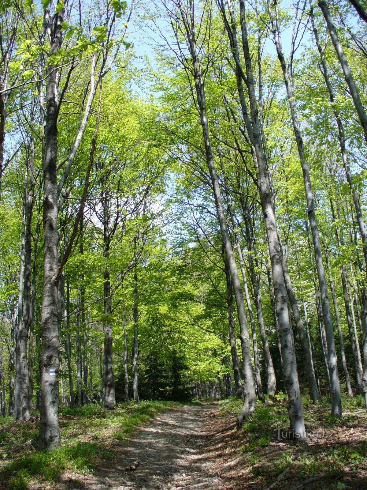 Vejen til Jičínky-kilden