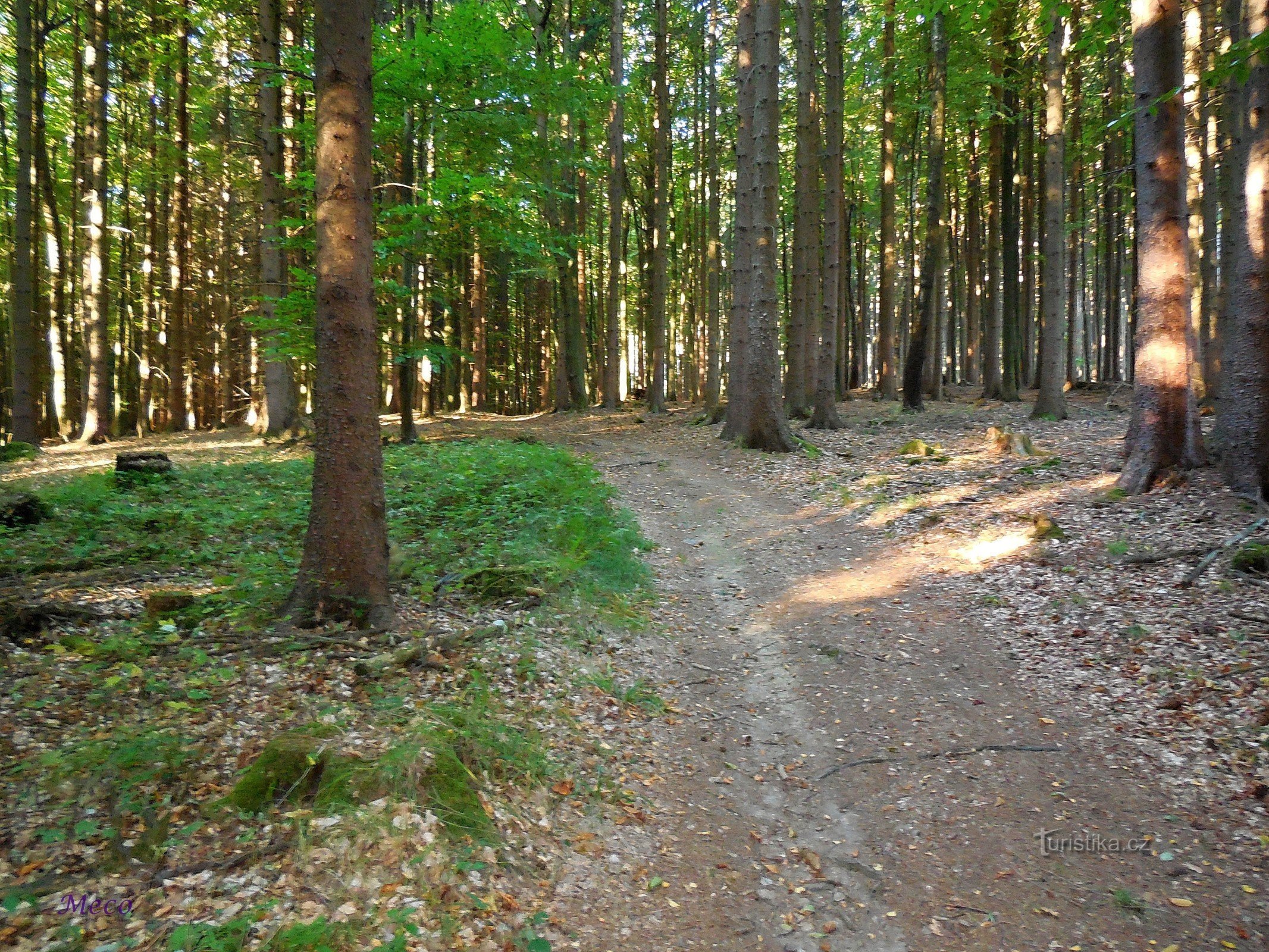 The road to the Bystřice Nature Reserve