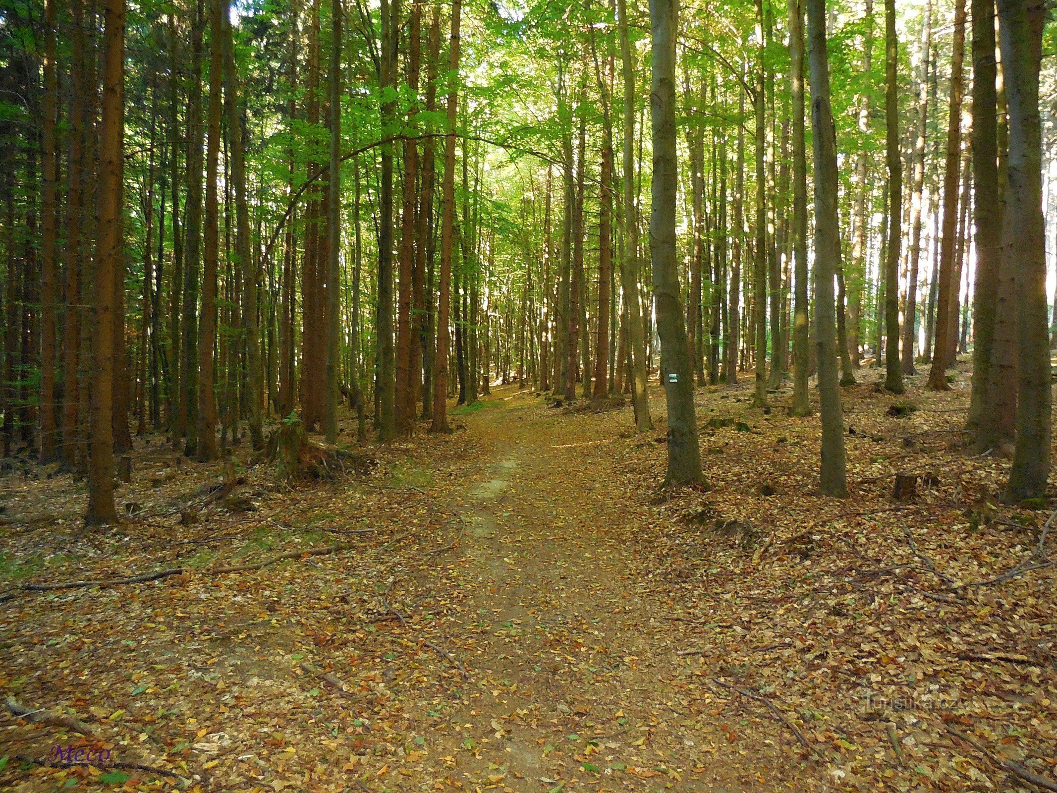 The road to the Bystřice Nature Reserve