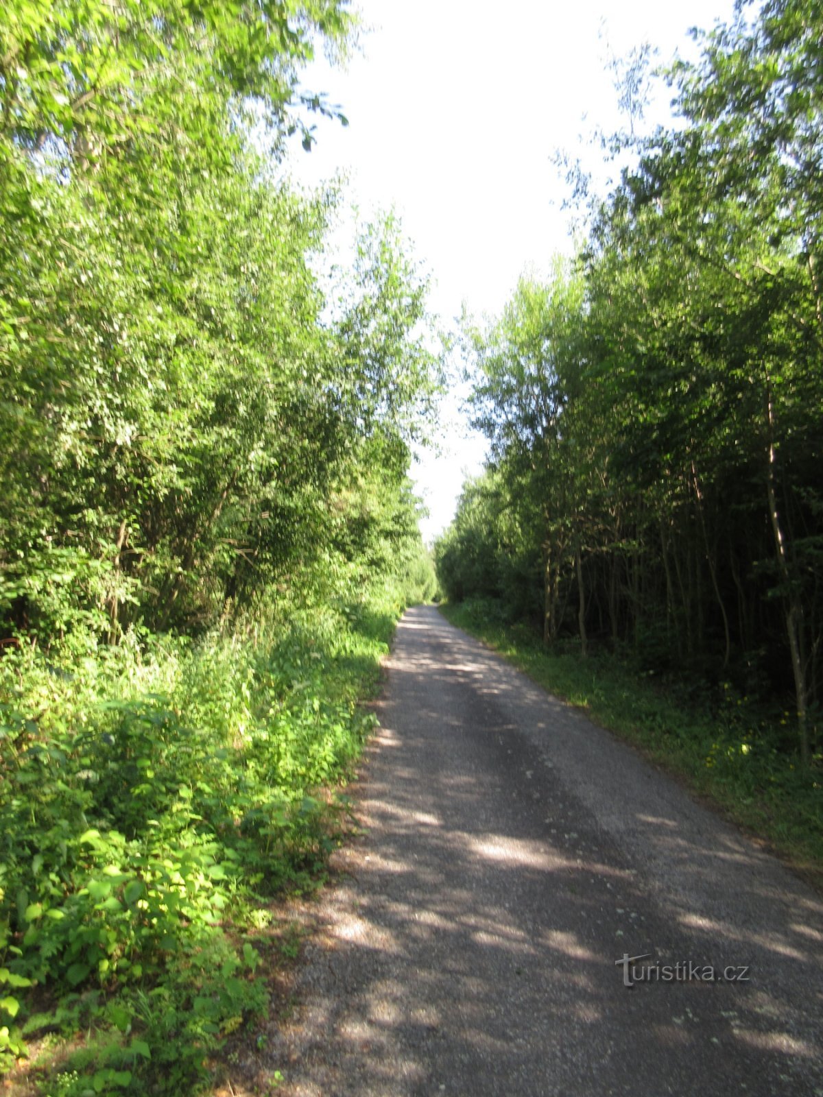 Way to lookout tower