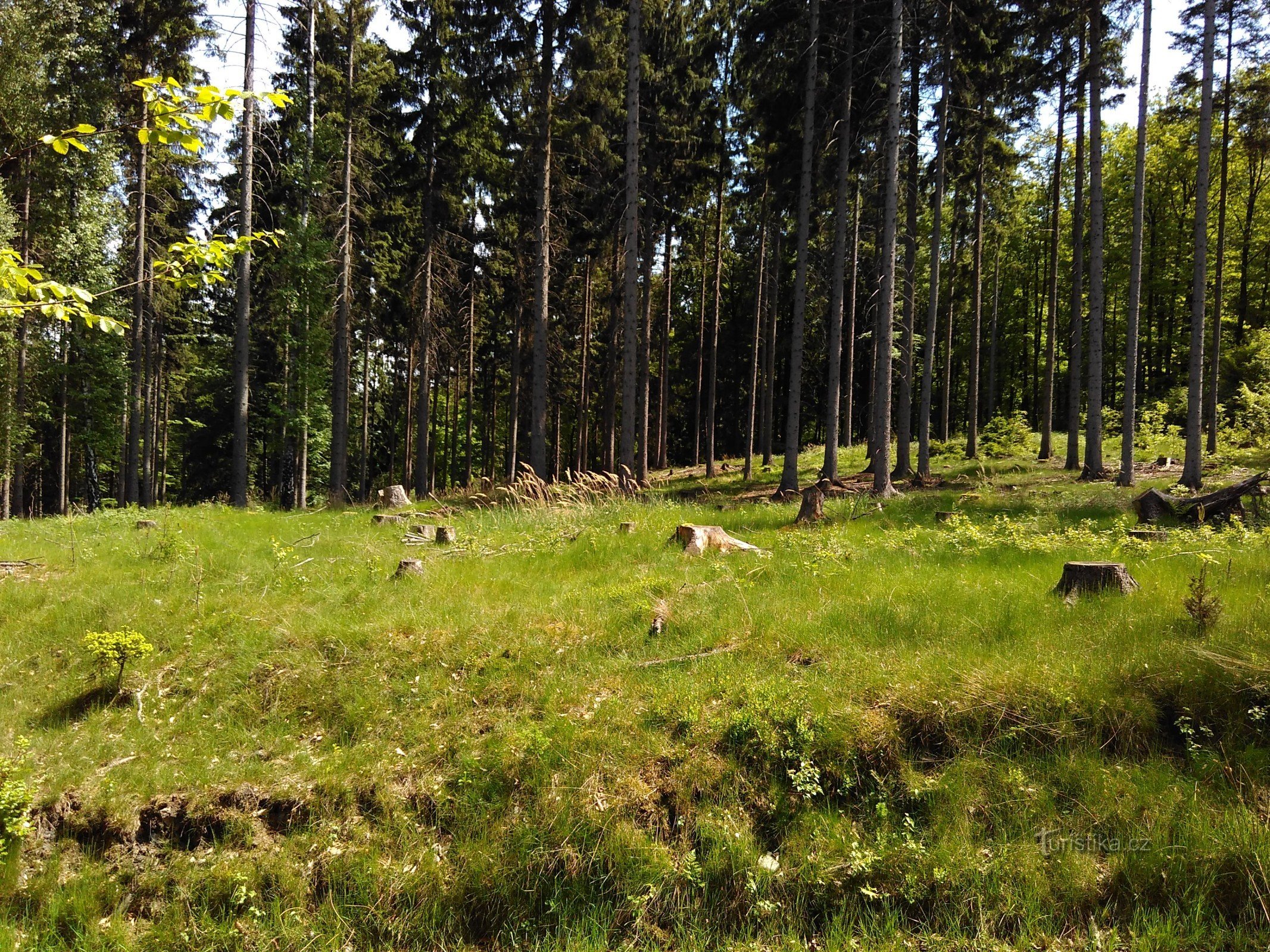 strada fino alla strada Růžová- Kamenická Stráň