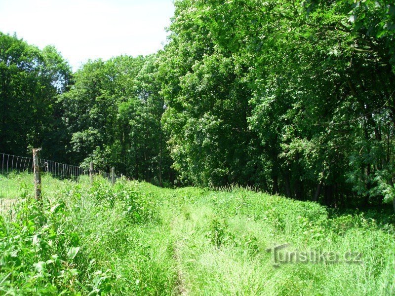 Le chemin autour de la pépinière forestière