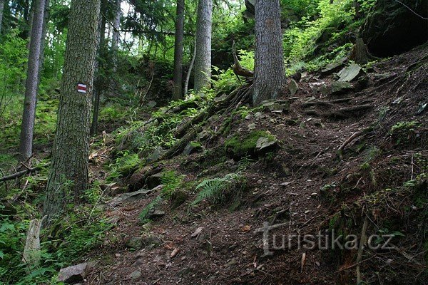 Poteca prin pădure