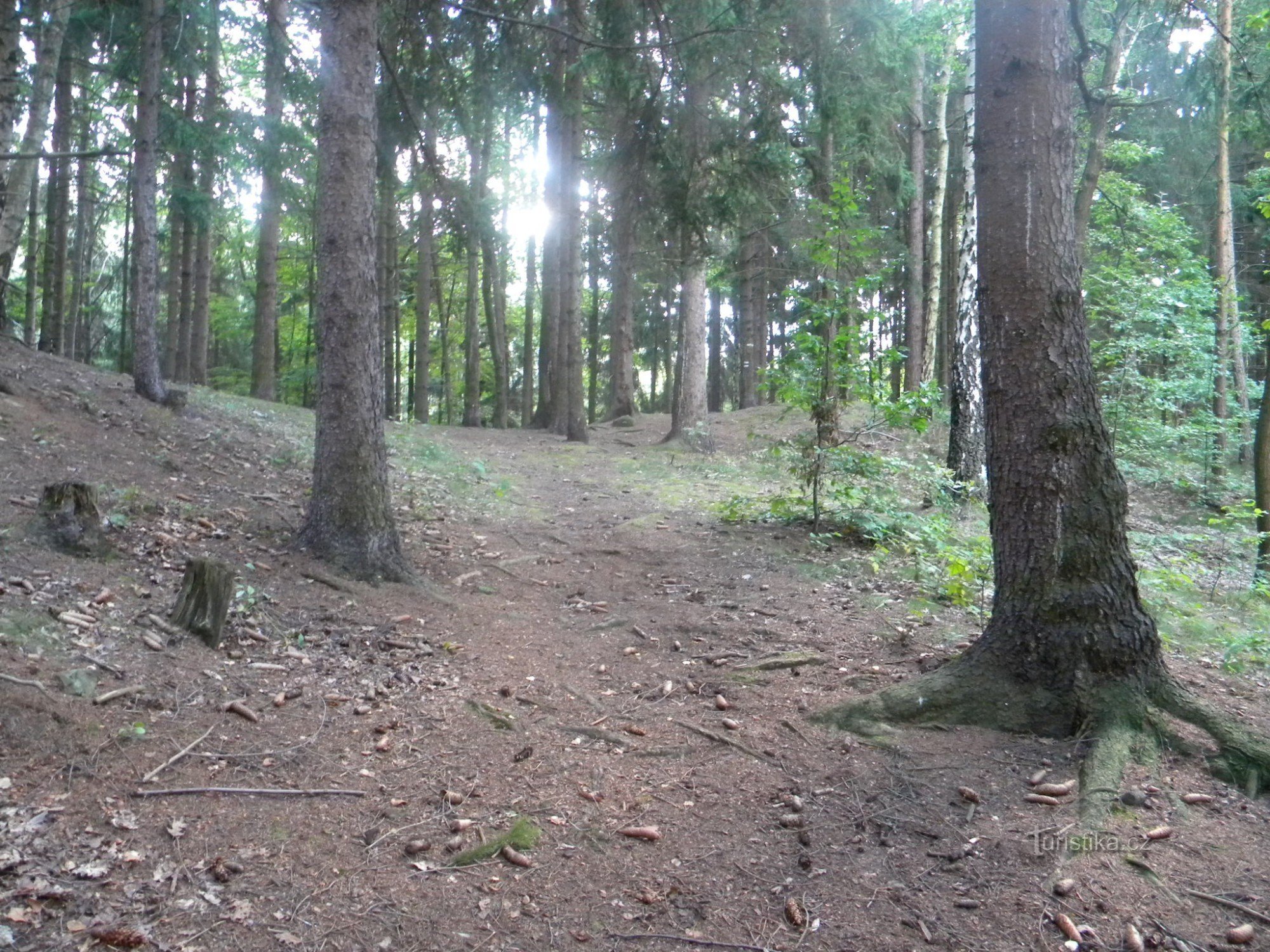 森の中の小道