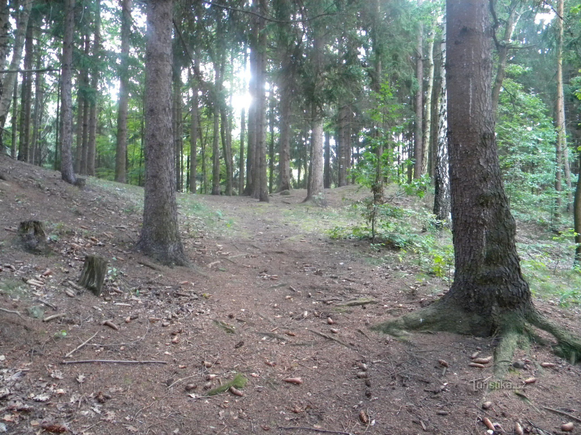 camino por el bosque