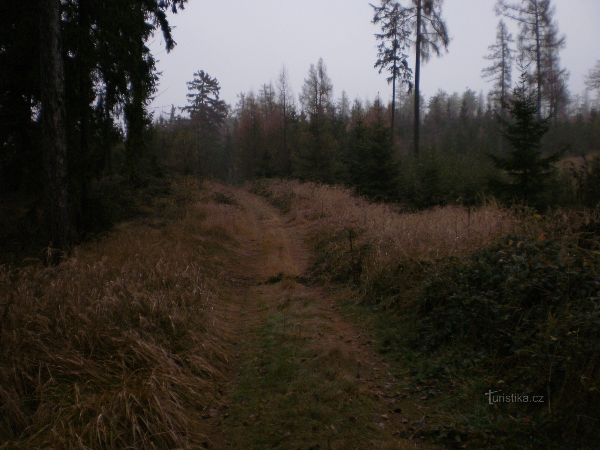 pot skozi gozd