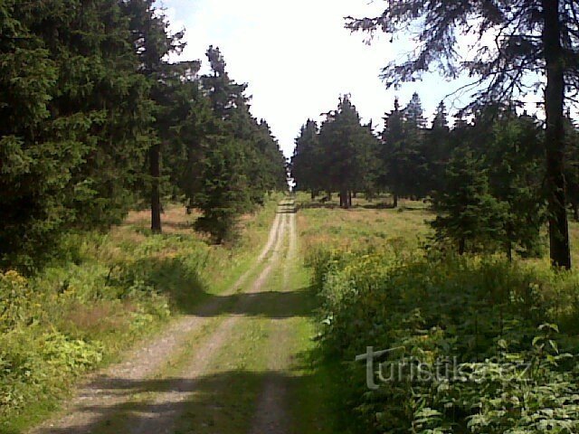 Caminho pela floresta