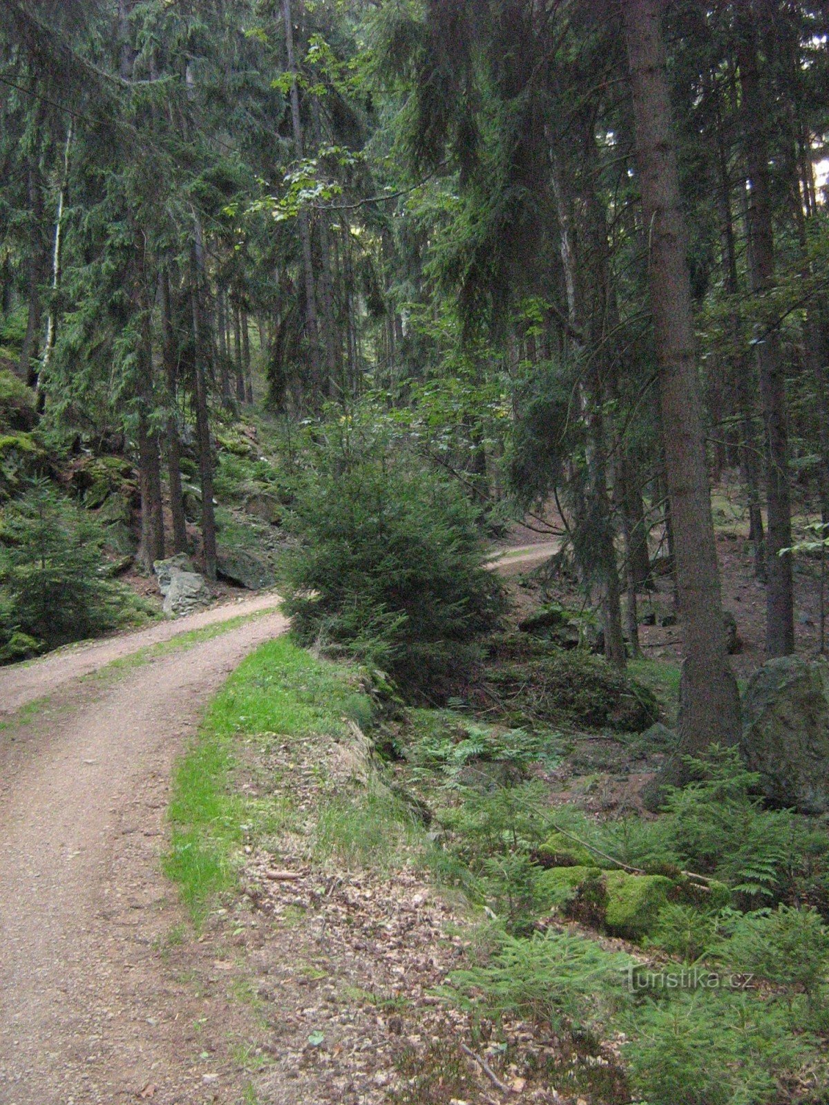 Weg durch den Wald