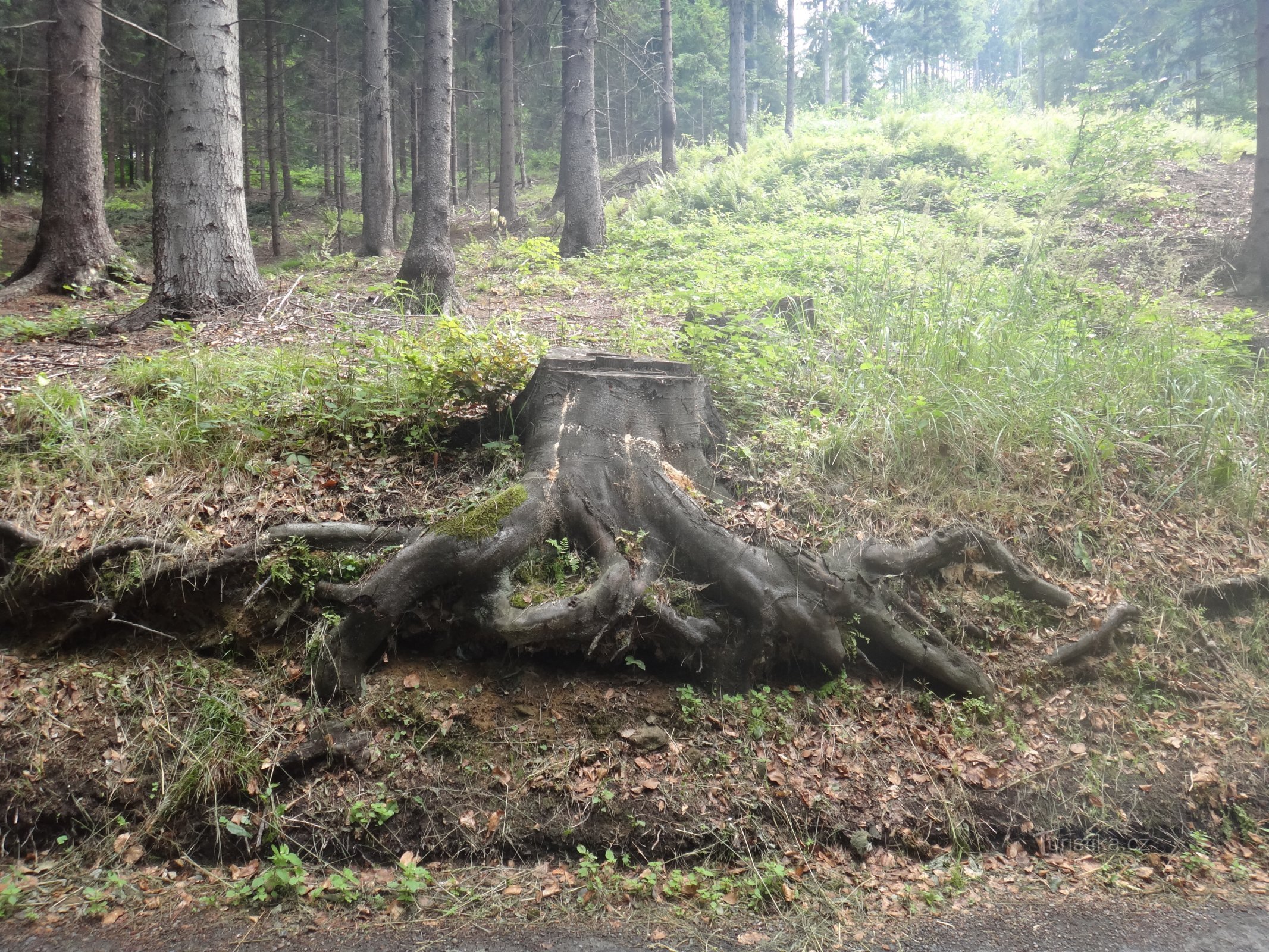 chemin à travers la forêt