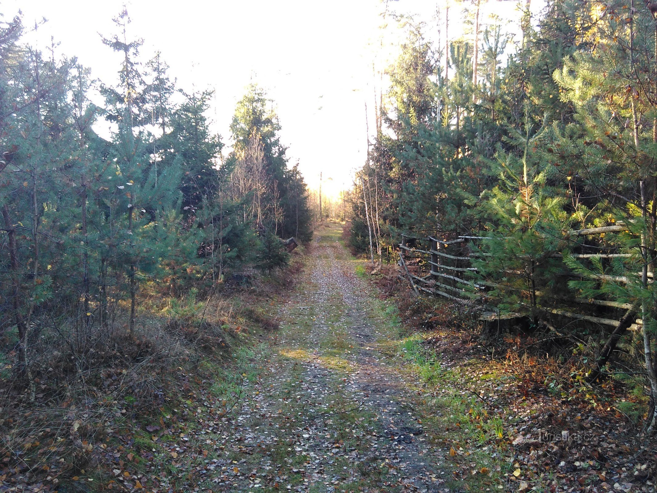 path through the forest to the lookout tower