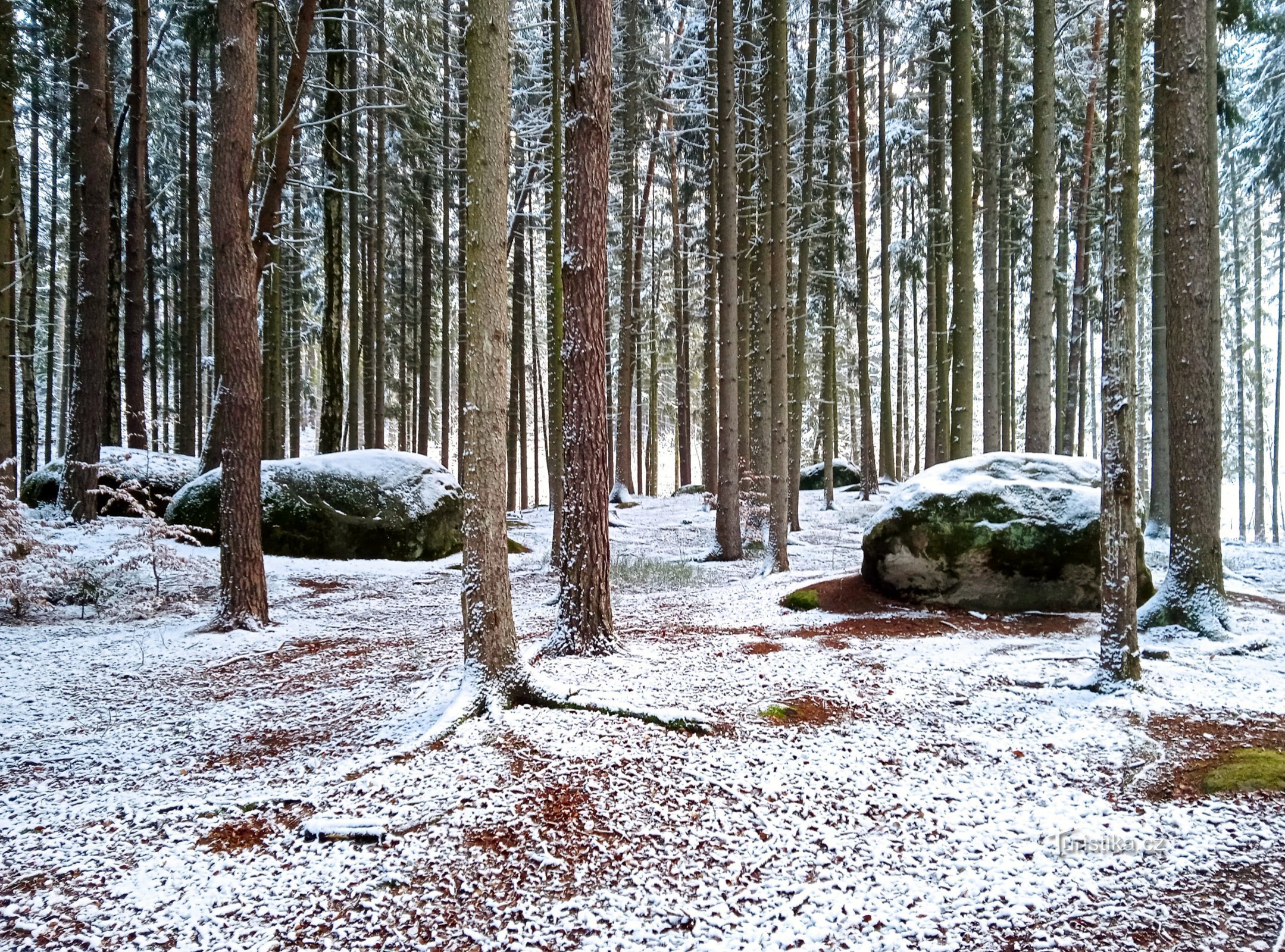 En stig genom skogen till en damm som heter Vústra