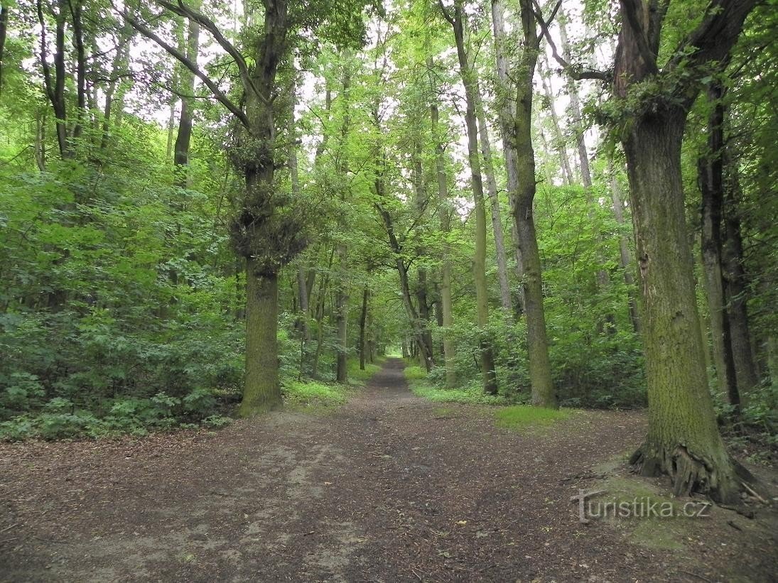 A path through the forest on Klatovská Hůrka