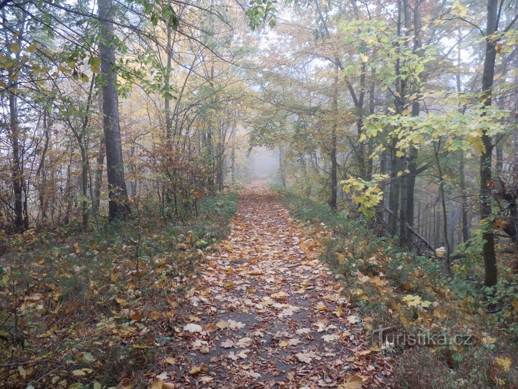 Ein Weg durch den Wald am Rande von Fialník