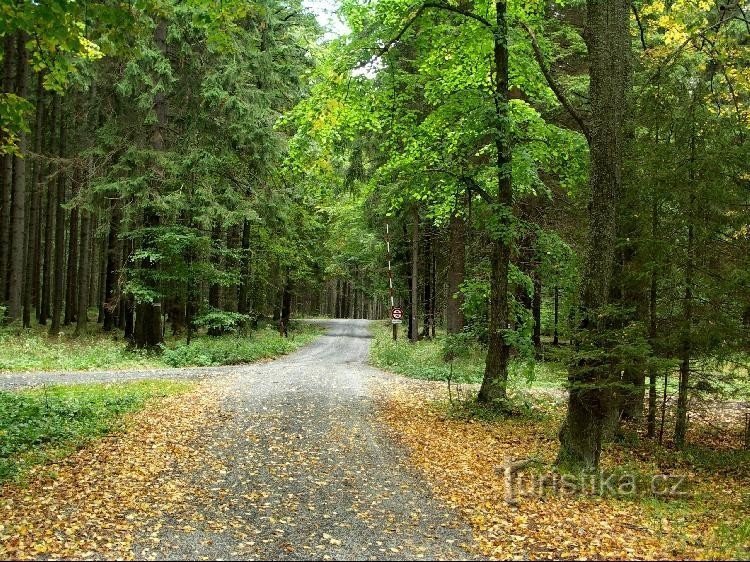 De weg naar Lomnica