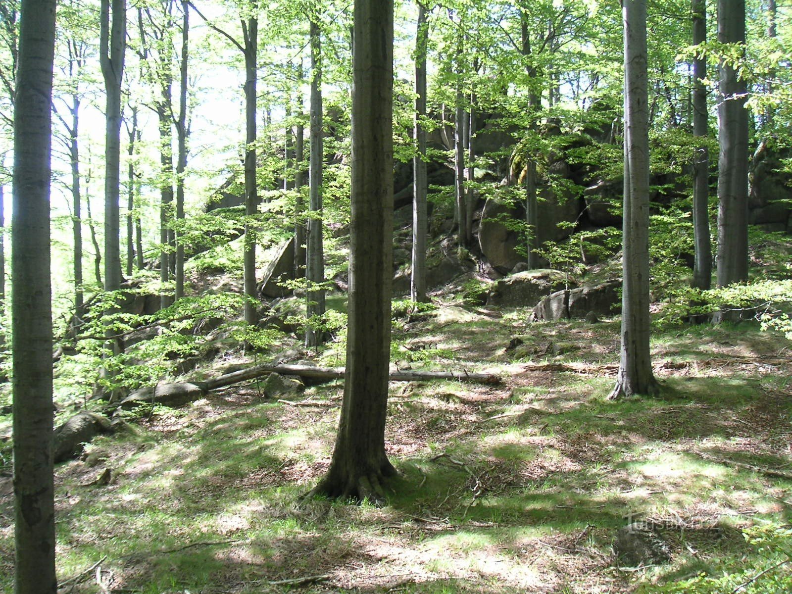 Chemin vers le méridien depuis Oldřichovské sedlo (1)