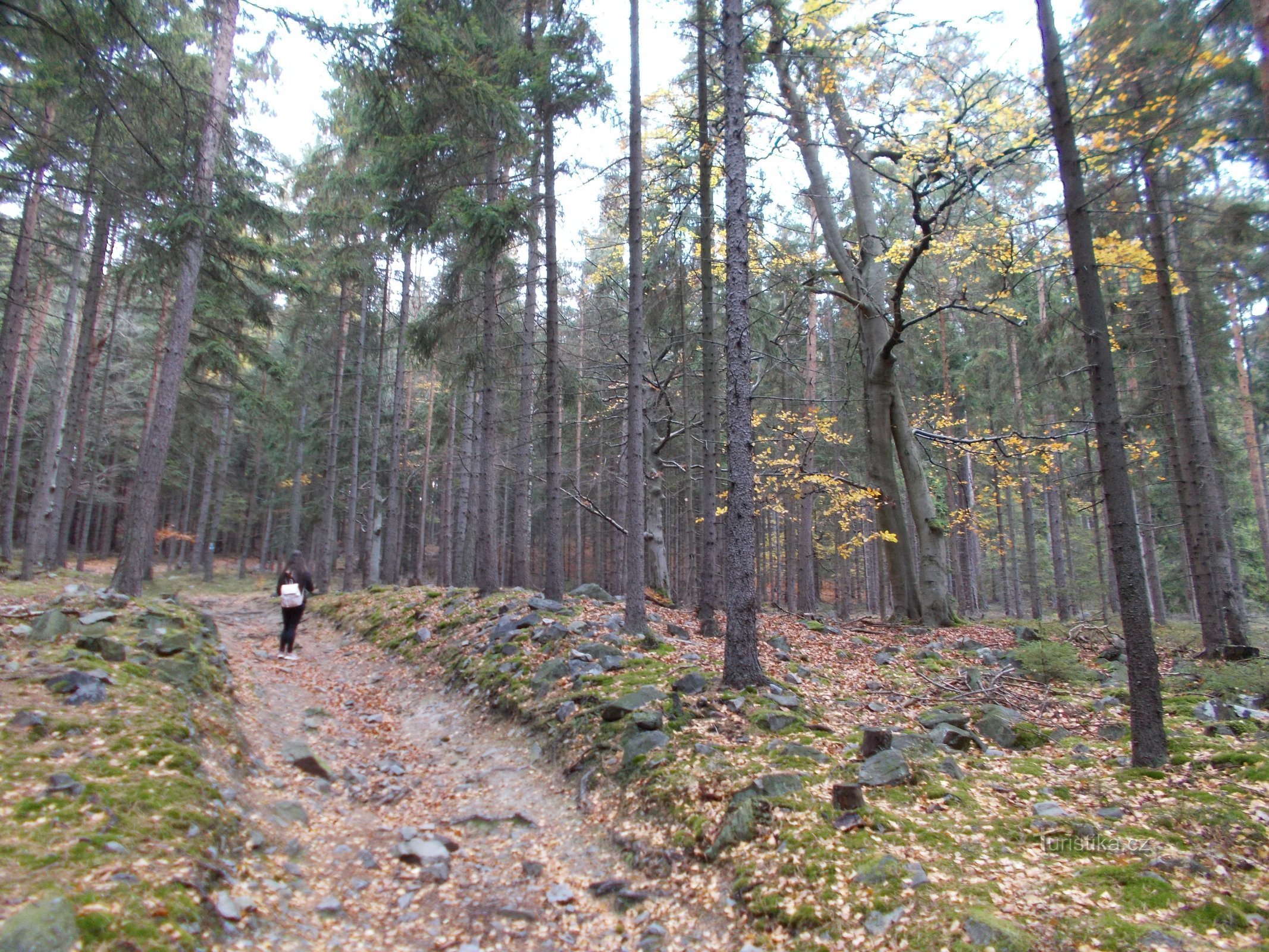 The road to Třemošná