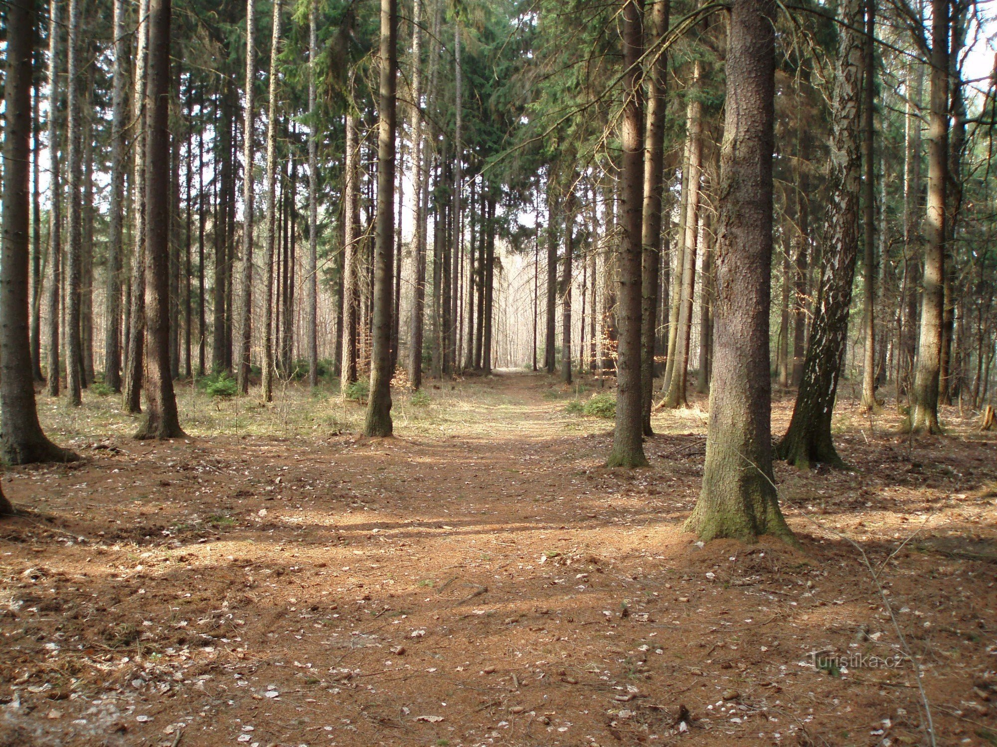 Strada per il territorio dei cervi