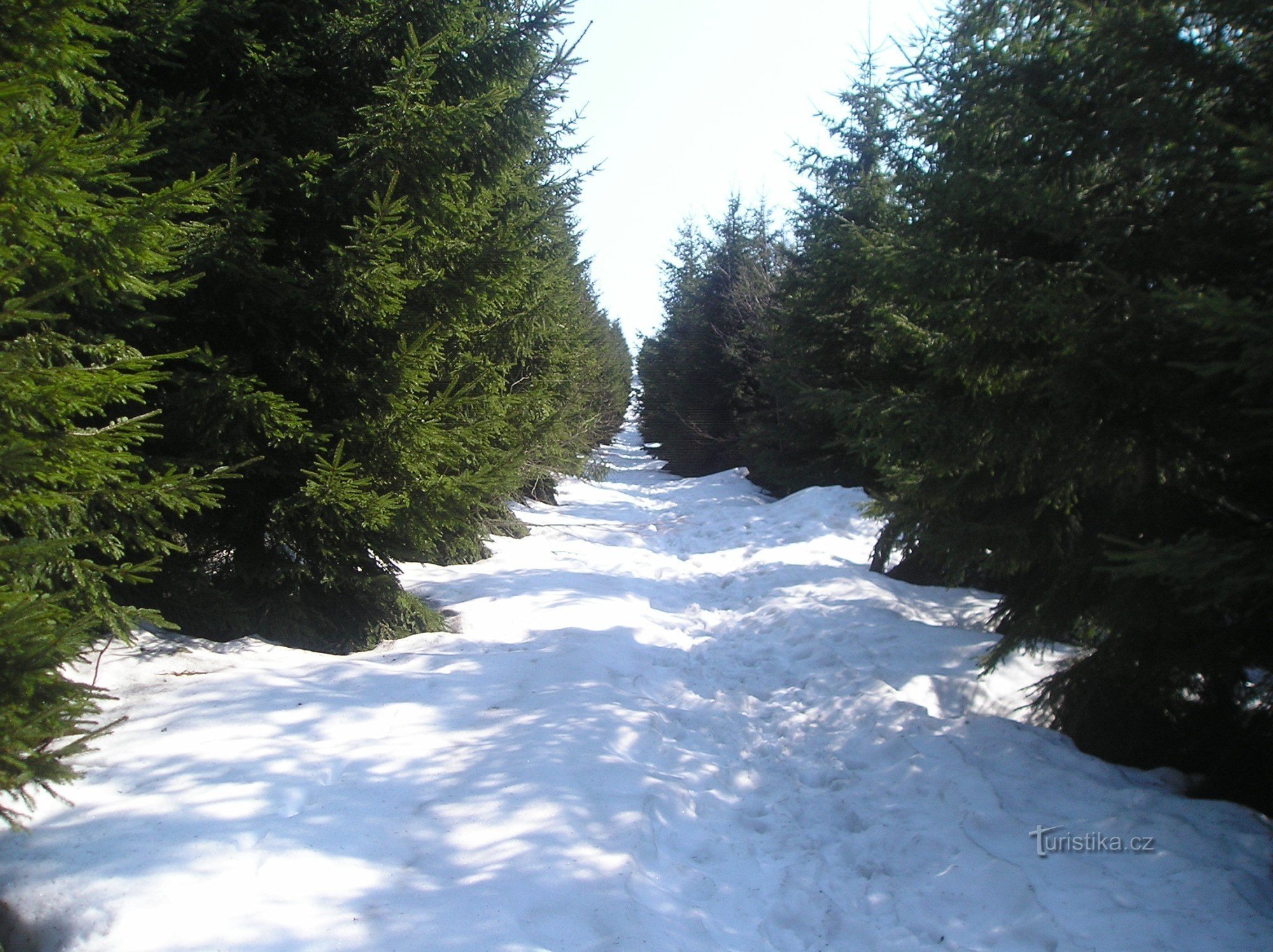 the way to the top among conifers