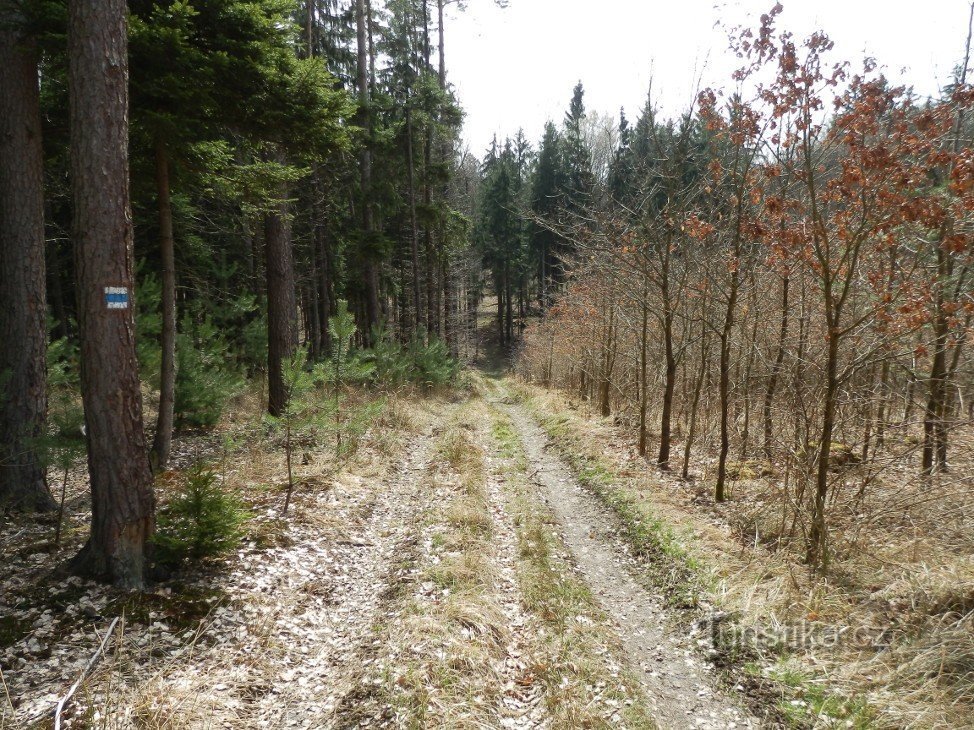 Drumul de la începutul rezervației în direcția Běleček, pe partea dreaptă este o nouă plantare de stejari