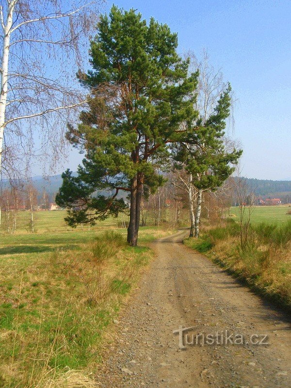 A estrada de Cvikov