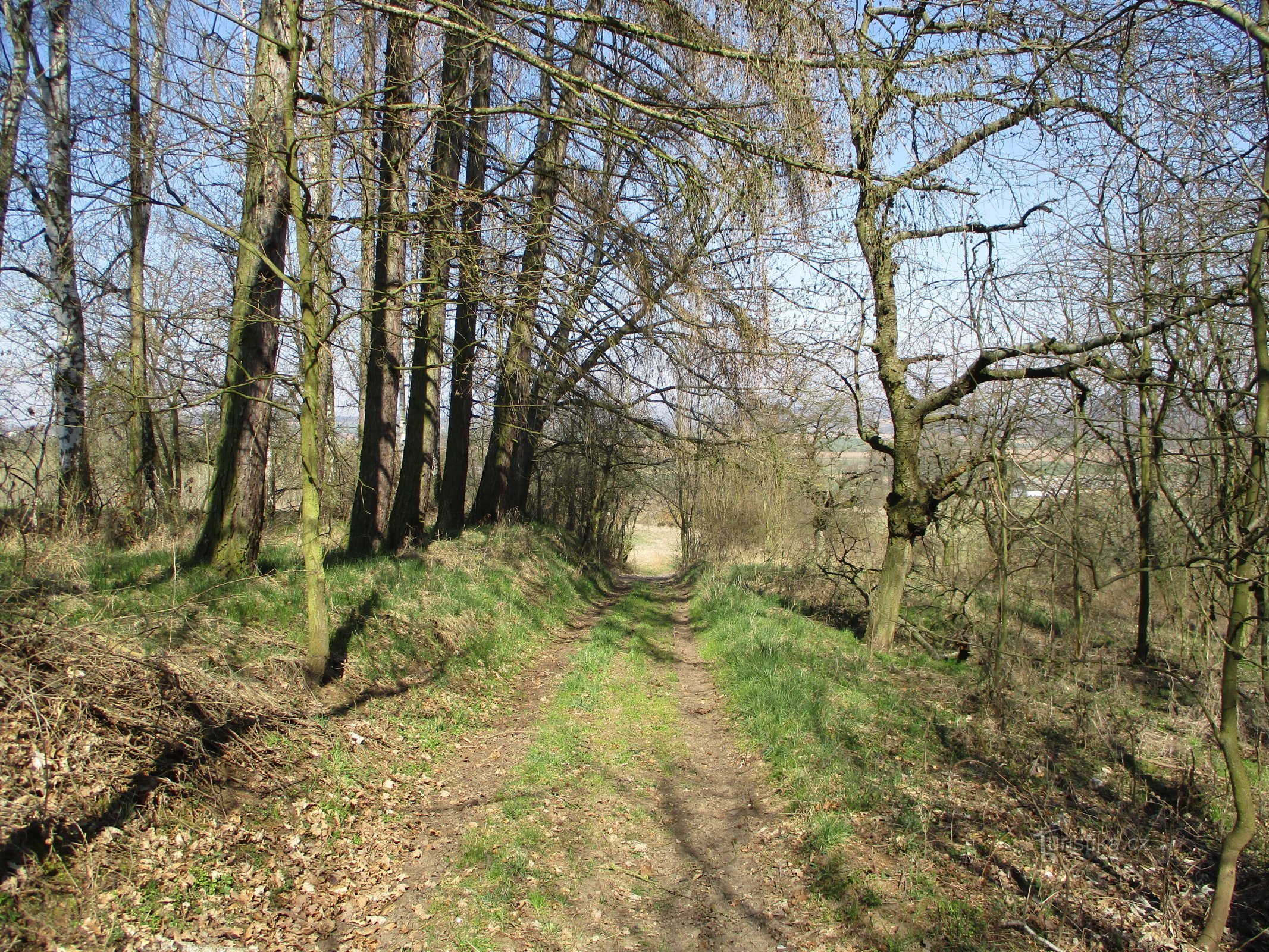 El camino desde el borde de Hoříněveské hasta el pueblo (Hořiněves, 2.4.2020 de abril de XNUMX)