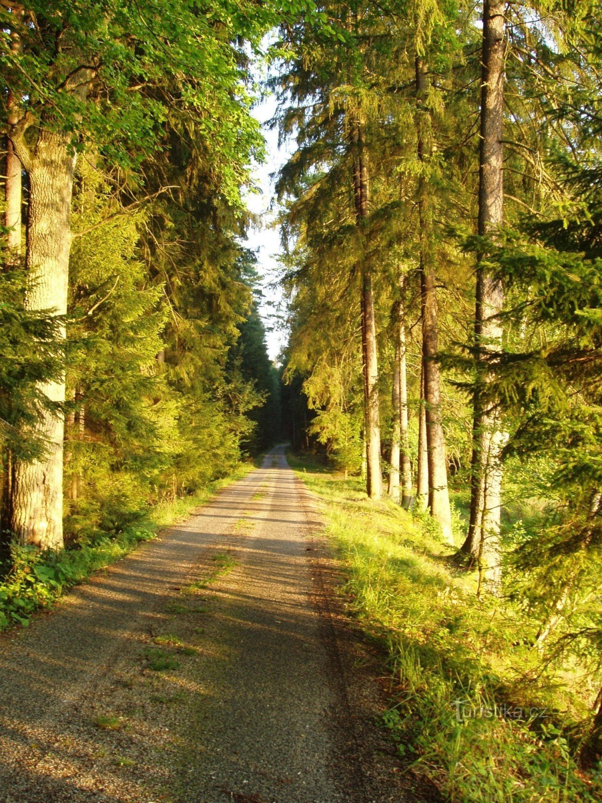 Der Weg vom Medenice-Teich zum Svobodný-Teich