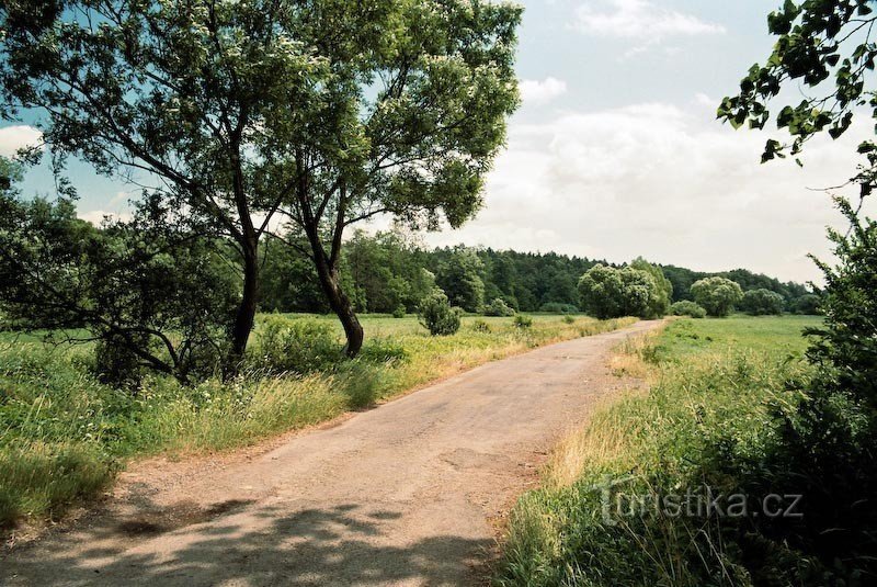 caminho ao longo da borda das florestas de várzea