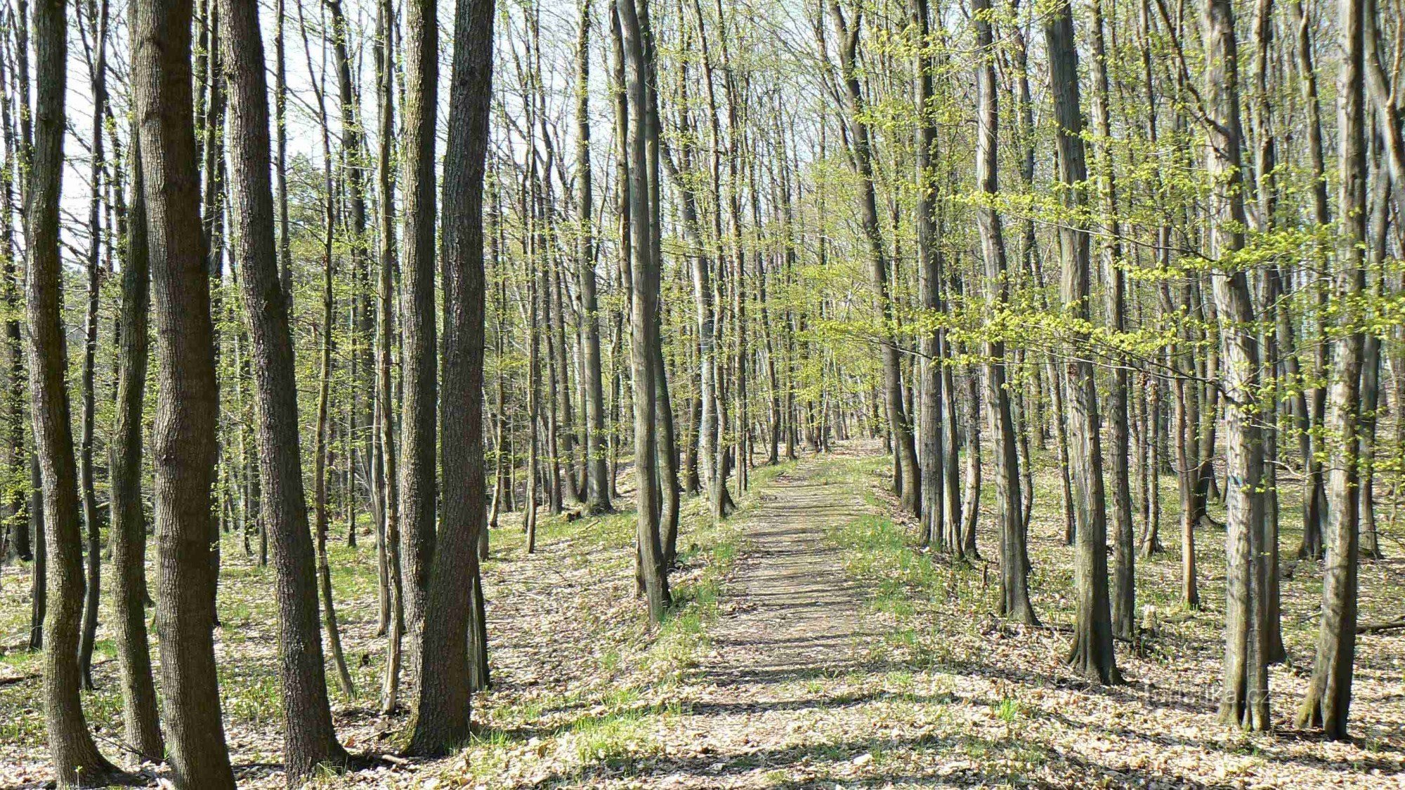 camino a través del verde