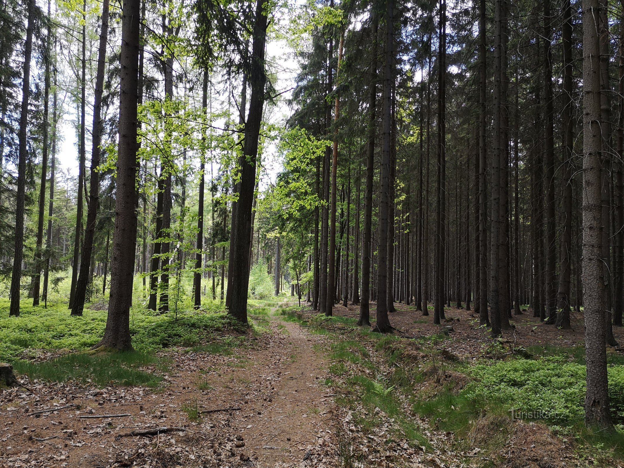 Ścieżka wzdłuż zieleni w kierunku Horní Rybník
