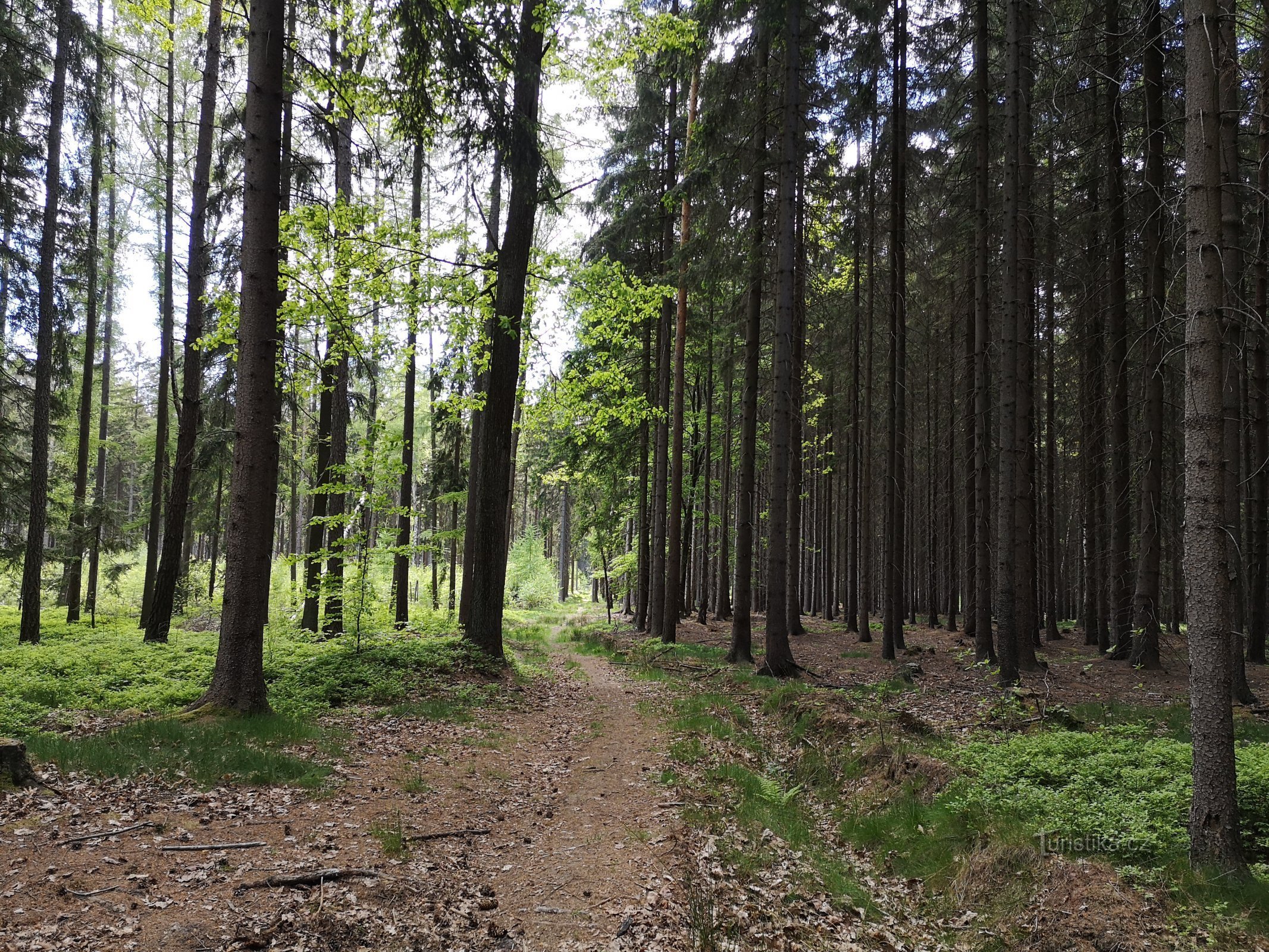 The path along the green in the direction of Horní Rybník