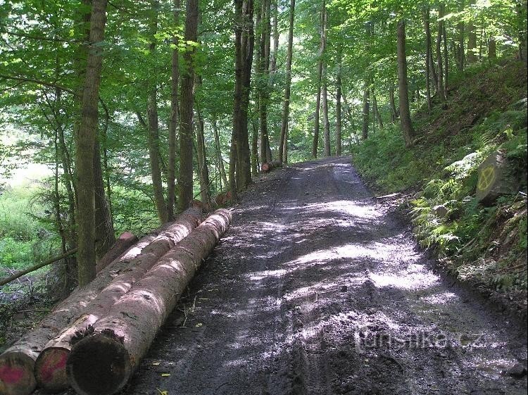 Weg: Blick vom Wegweiser auf den Weg zum Bienenschloss