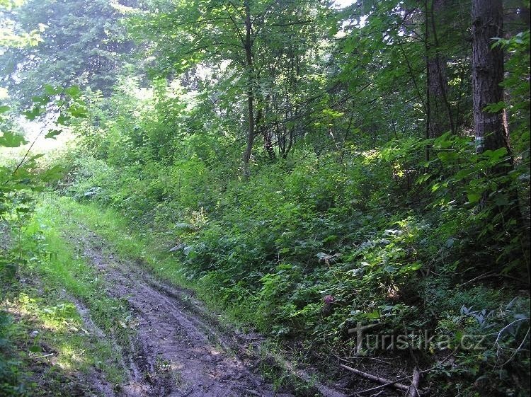 Weg: Blick vom Wegweiser auf dem Waldweg in Richtung Životice