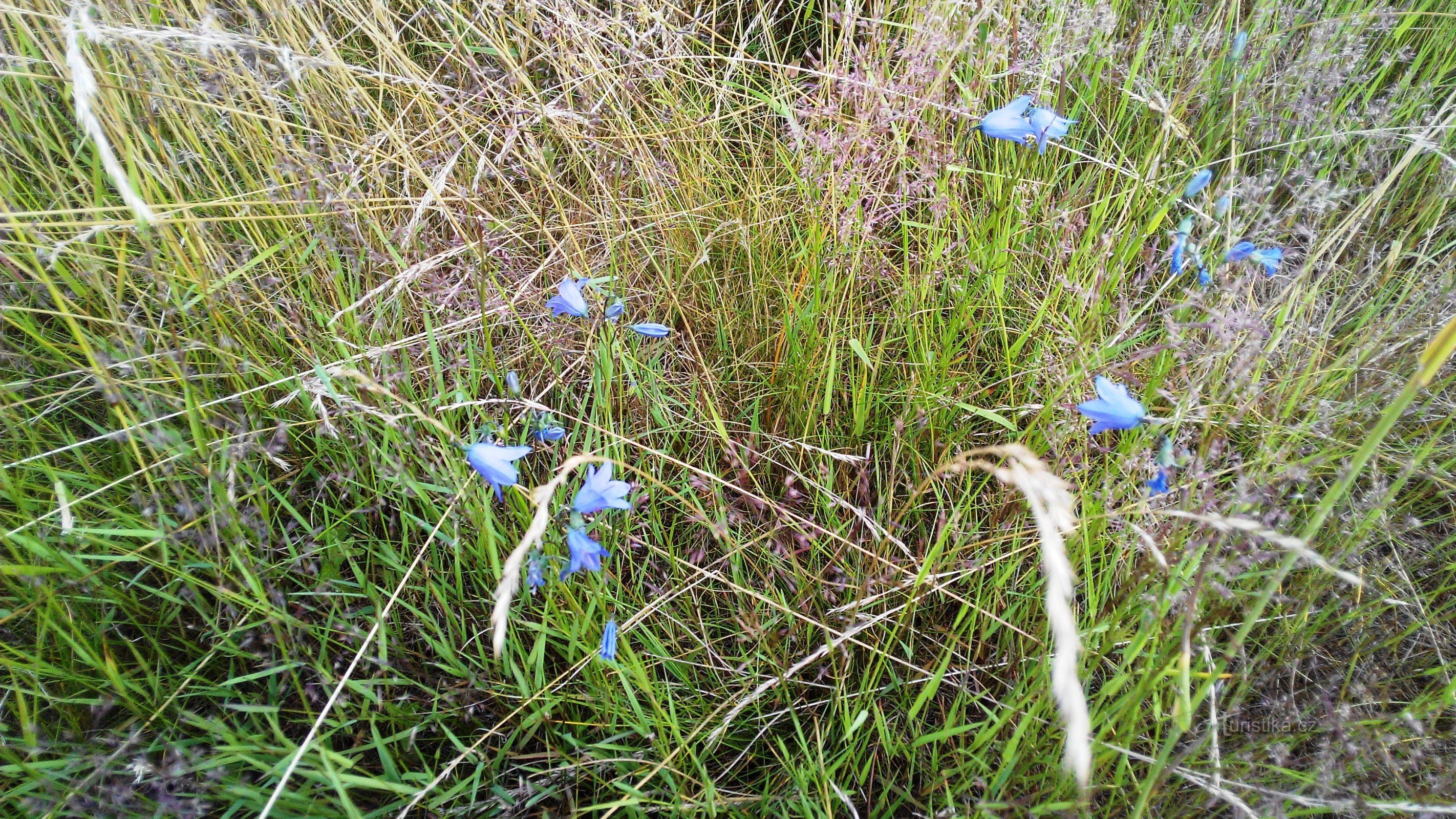 en stig genom en blommande äng