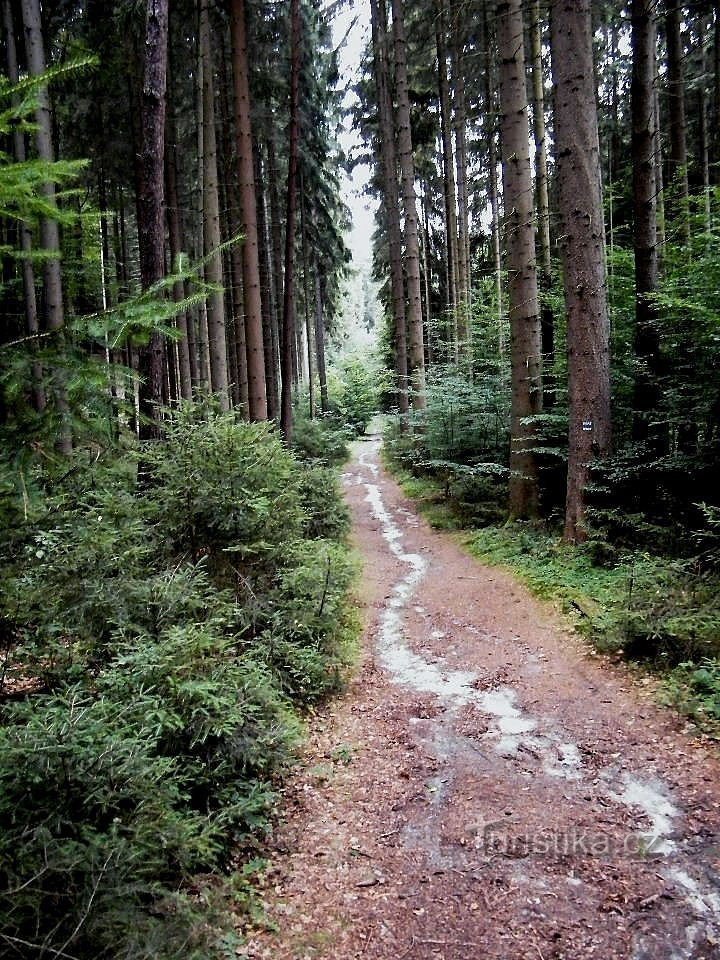 cesta Šemanovickým dolem